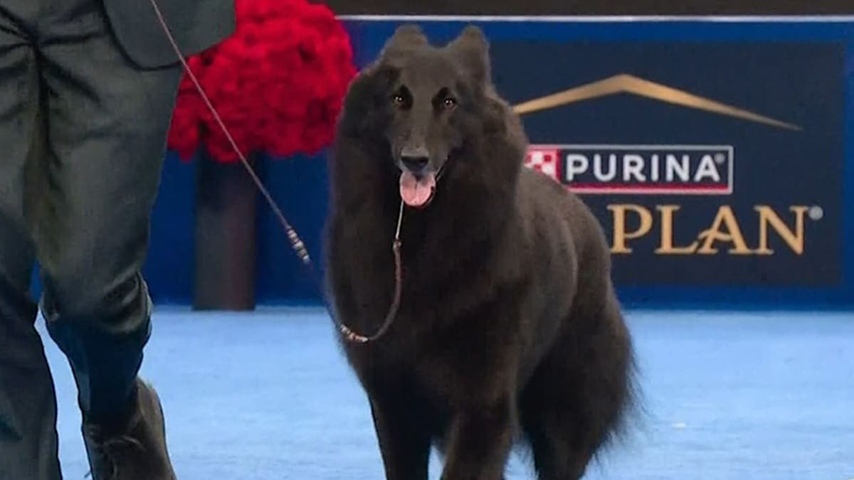 Pawsitively Stunning: Meet the 2025 National Dog Show Champion!