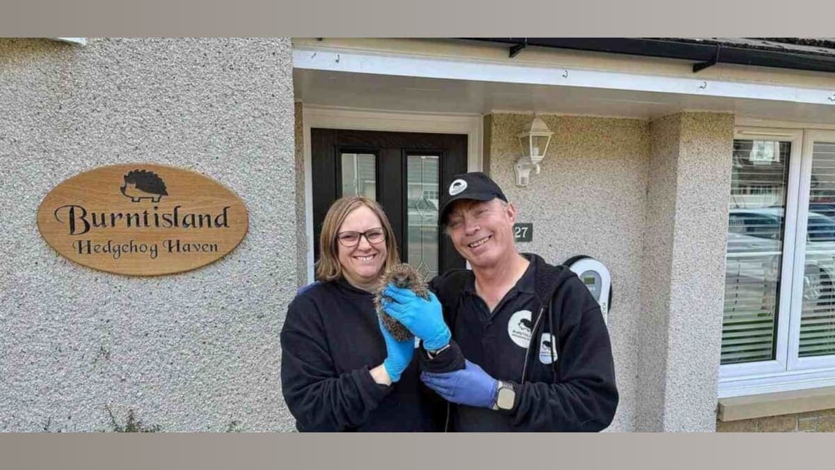 A Spiky Success Story: How One Couple Became Hedgehog Heroes in Scotland!
