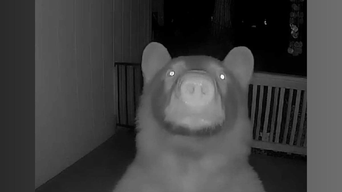 When Bears Go Doorbell Ditching: A Furry Prank in Garden Valley!