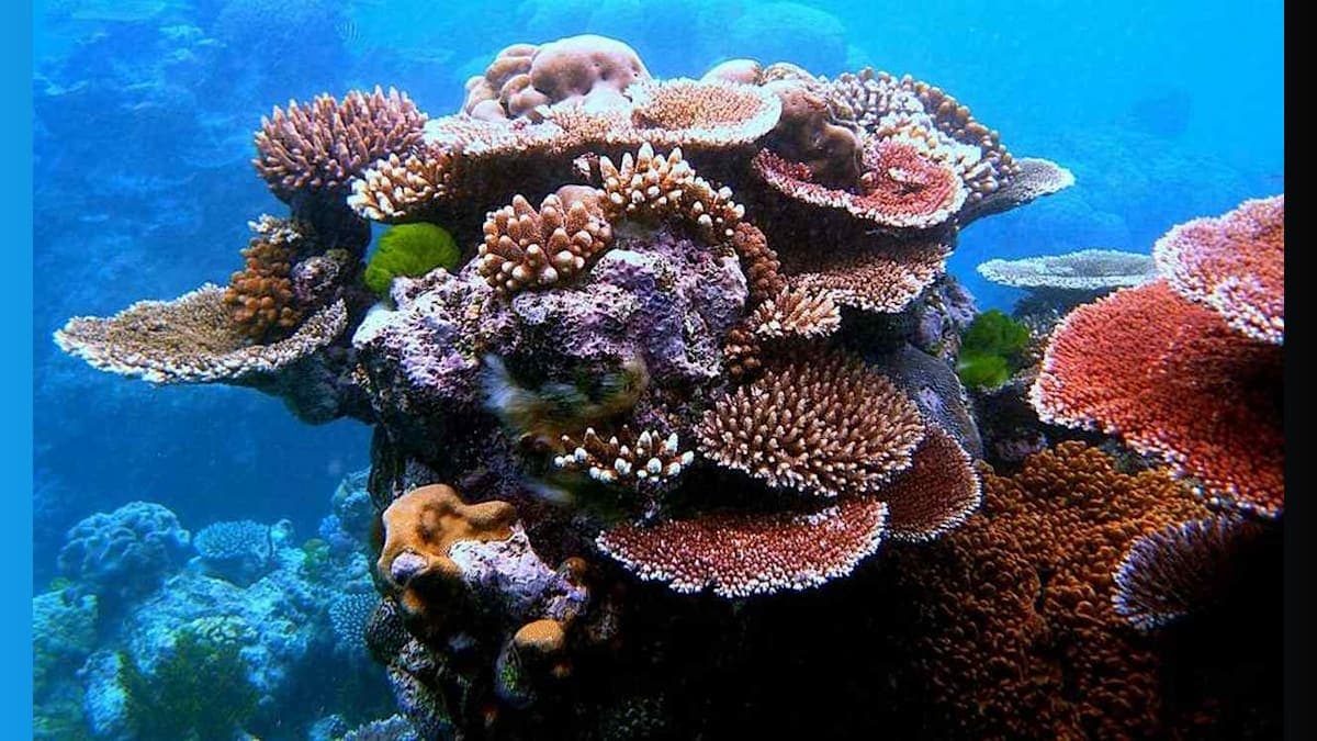 Robots to the Rescue: AI Takes on Coral Reef Restoration!