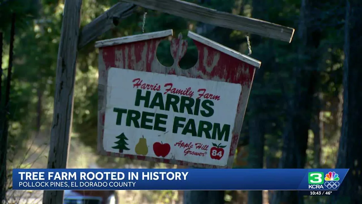 Chopping Down Tradition: Harris Family Farm's Christmas Tree Magic