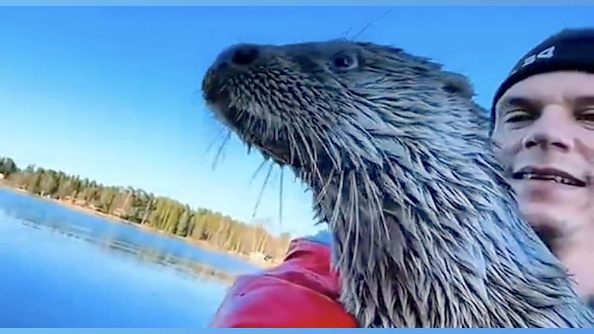 The Heartwarming Tale of a Baby Otter Who Thinks She’s a Kayaking Pro!