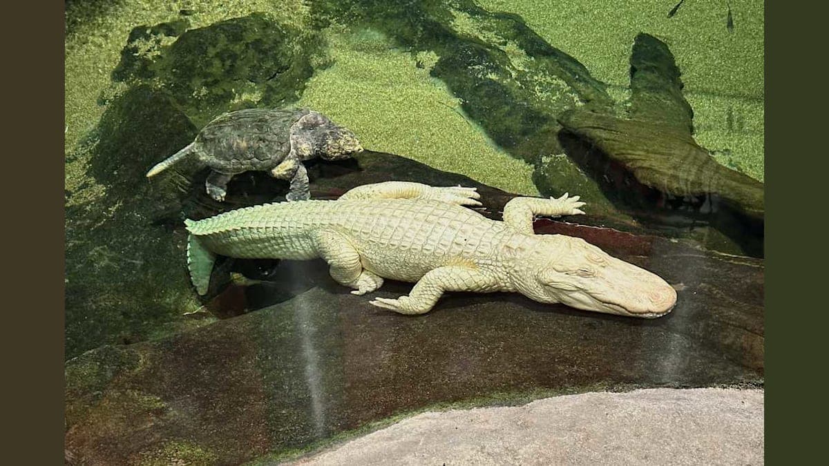 San Francisco's Serene Celebrity: Remembering Claude the Albino Alligator
