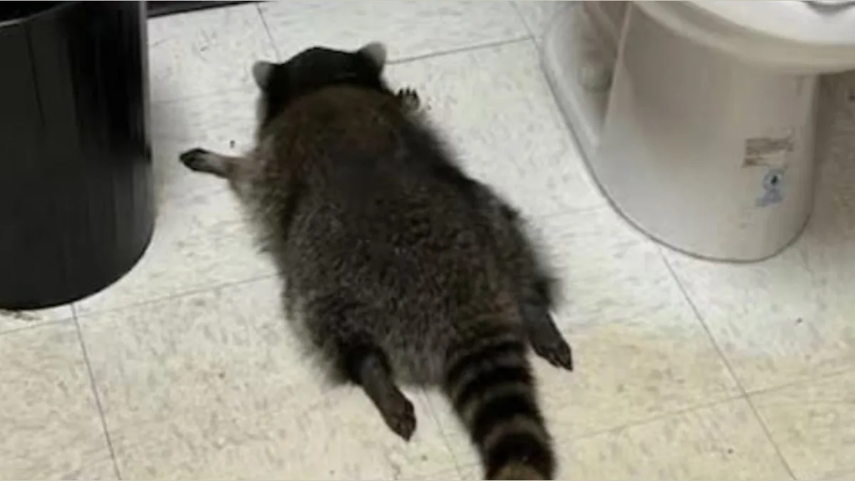 Raccoon Binge Drinking: Wild Night Turns into an Adorable Nap in the Liquor Store!