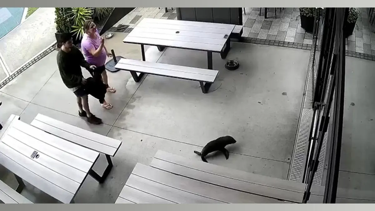 When Seals Crashed the Bar: A Night to Remember in New Zealand
