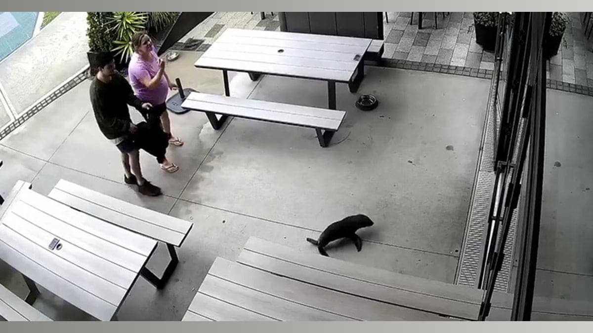 When Seals Crashed the Bar: A Night to Remember in New Zealand
