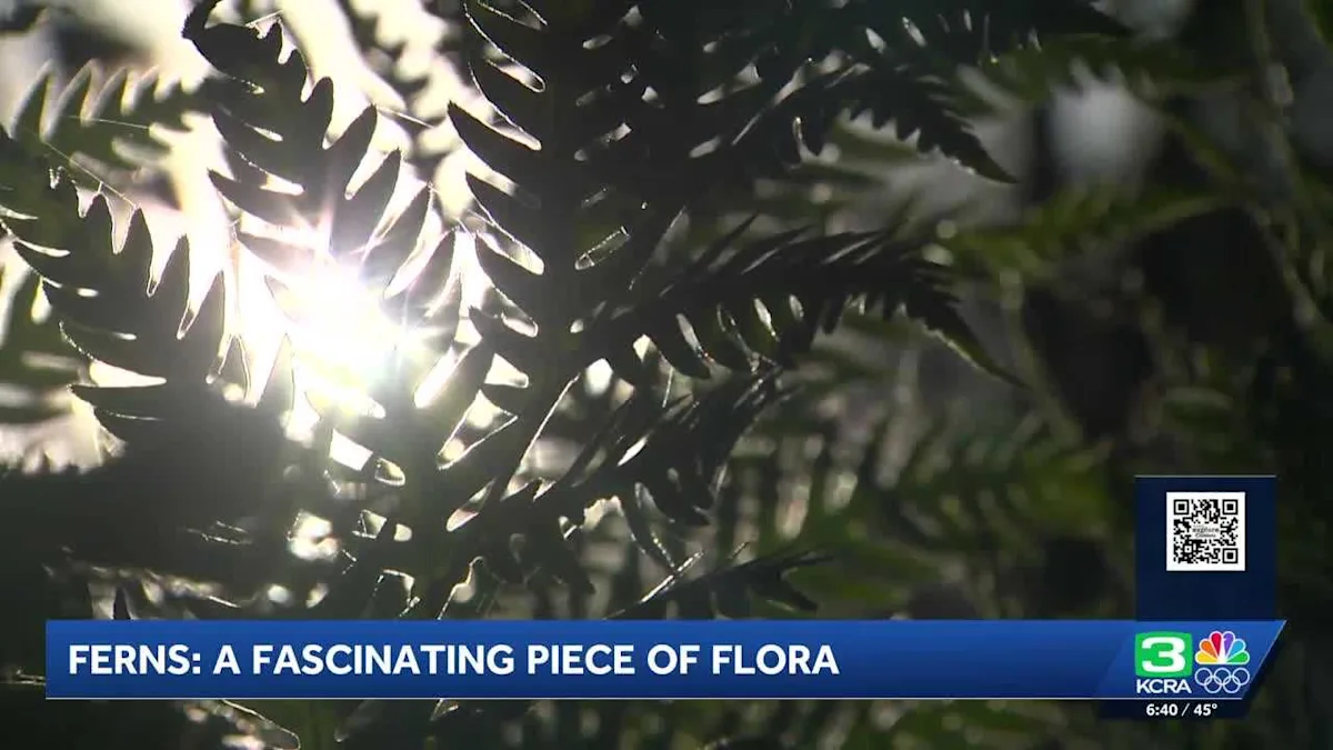 Fern-tastic Finds: Discovering California's Hidden Green Treasures!