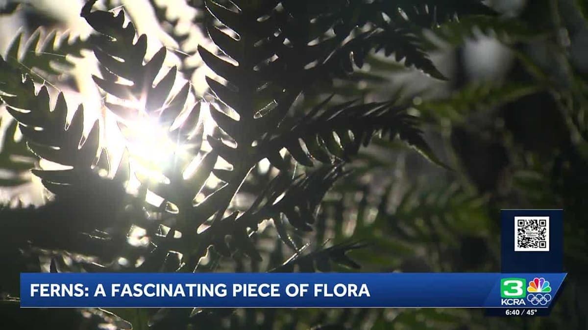 Fern-tastic Finds: Discovering California's Hidden Green Treasures!