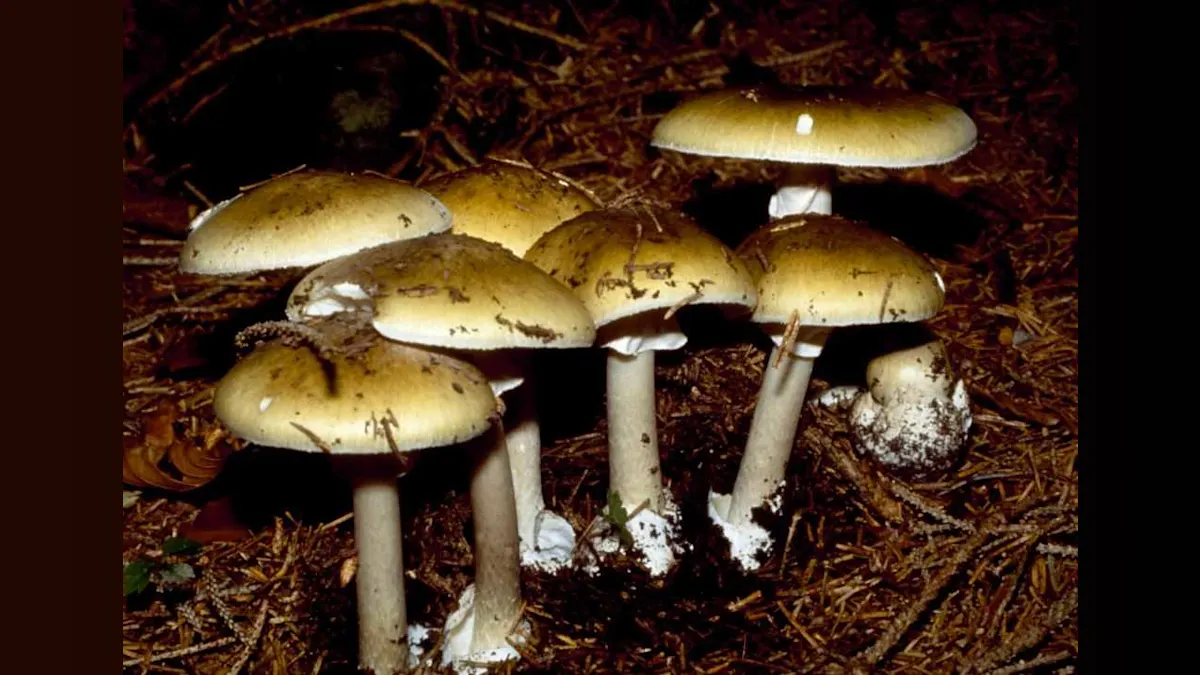 Foraging Gone Wrong: The Deadly Risks of Wild Mushrooms in California