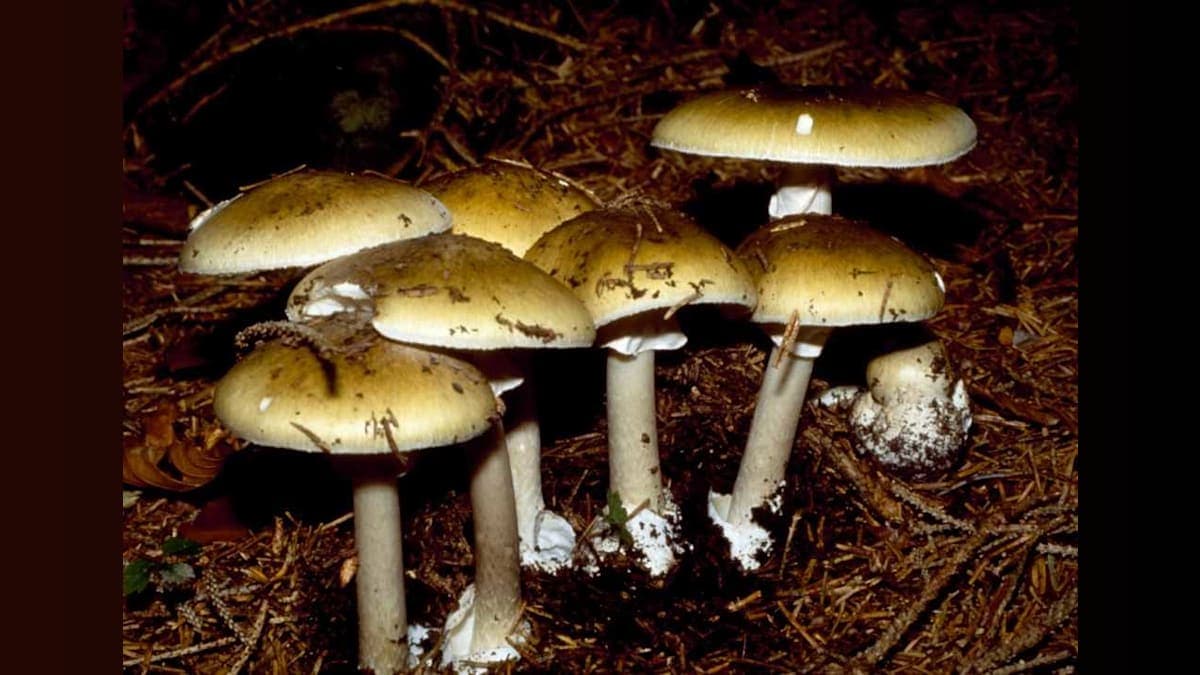 Foraging Gone Wrong: The Deadly Risks of Wild Mushrooms in California