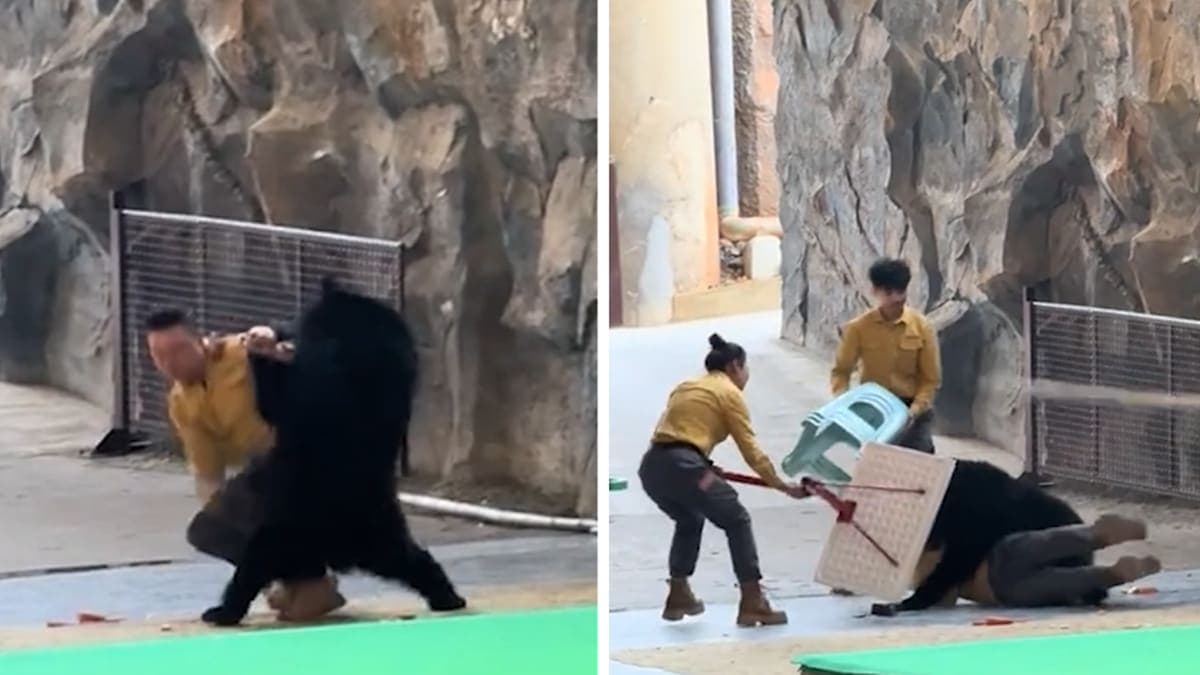 Bearly a Performance: When Snacks Go Wild at a Wildlife Park!