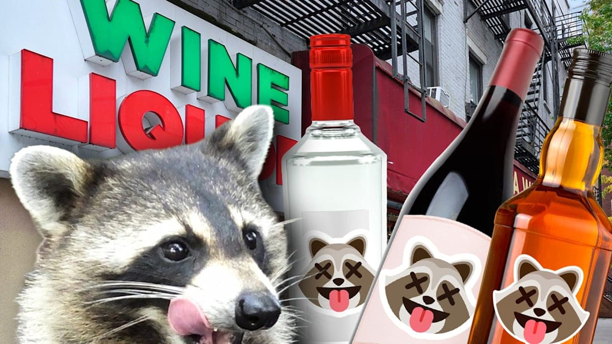 Tipsy Raccoon Inspires a Cocktail Revolution – Cheers to That!