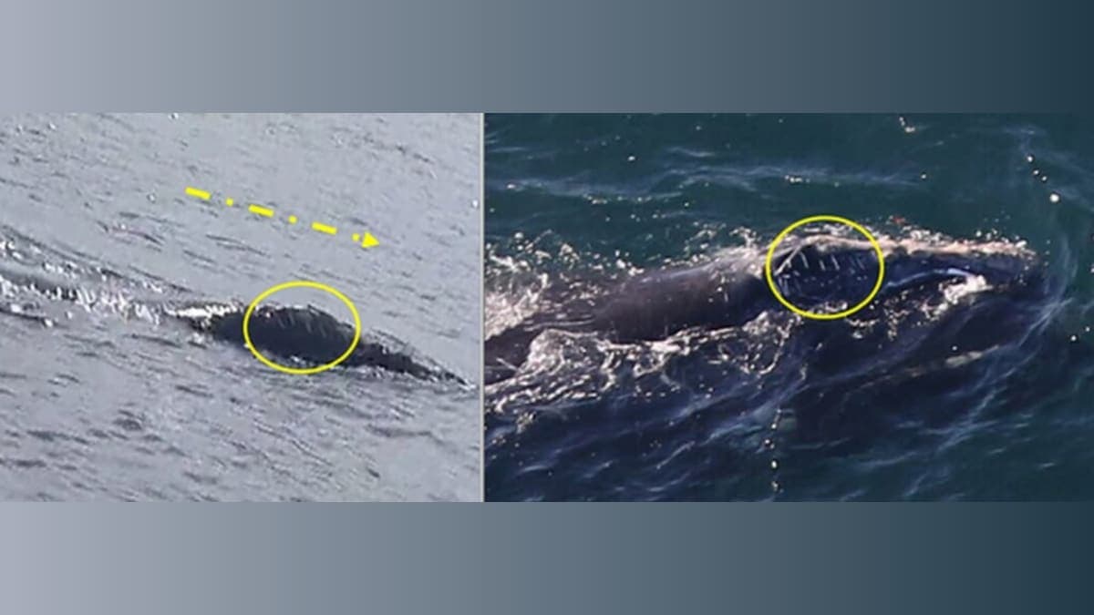 Whale Migration Mystery: An Irish Traveler's Surprising Journey to Boston!