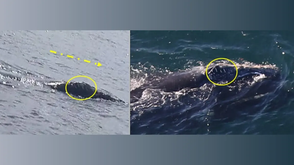 Whale Migration Mystery: An Irish Traveler's Surprising Journey to Boston!