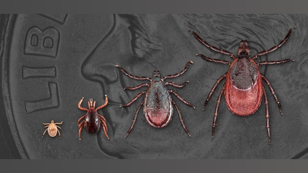 High School Heroes: Teens Take on Lyme Disease with CRISPR Magic!