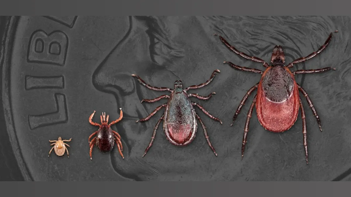 High School Heroes: Teens Take on Lyme Disease with CRISPR Magic!
