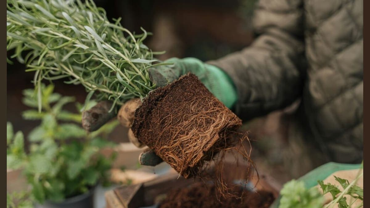 From Fertilizer to Friends: The Intriguing Secret that Could Change Farming Forever!