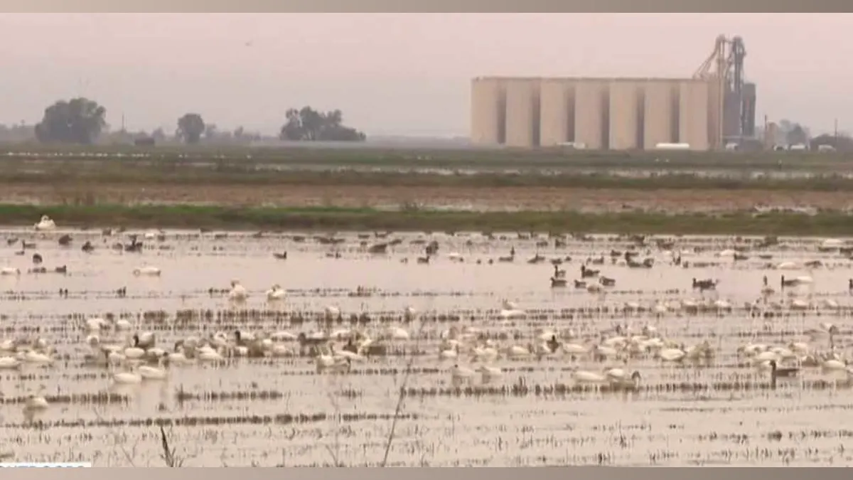 Swans Swoop In: Yuba County's Winter Visitors Bring More Than Just Beauty!