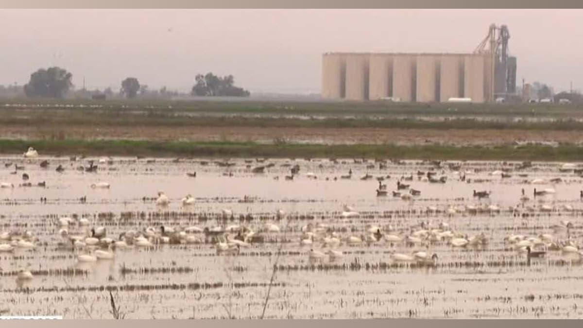 Swans Swoop In: Yuba County's Winter Visitors Bring More Than Just Beauty!