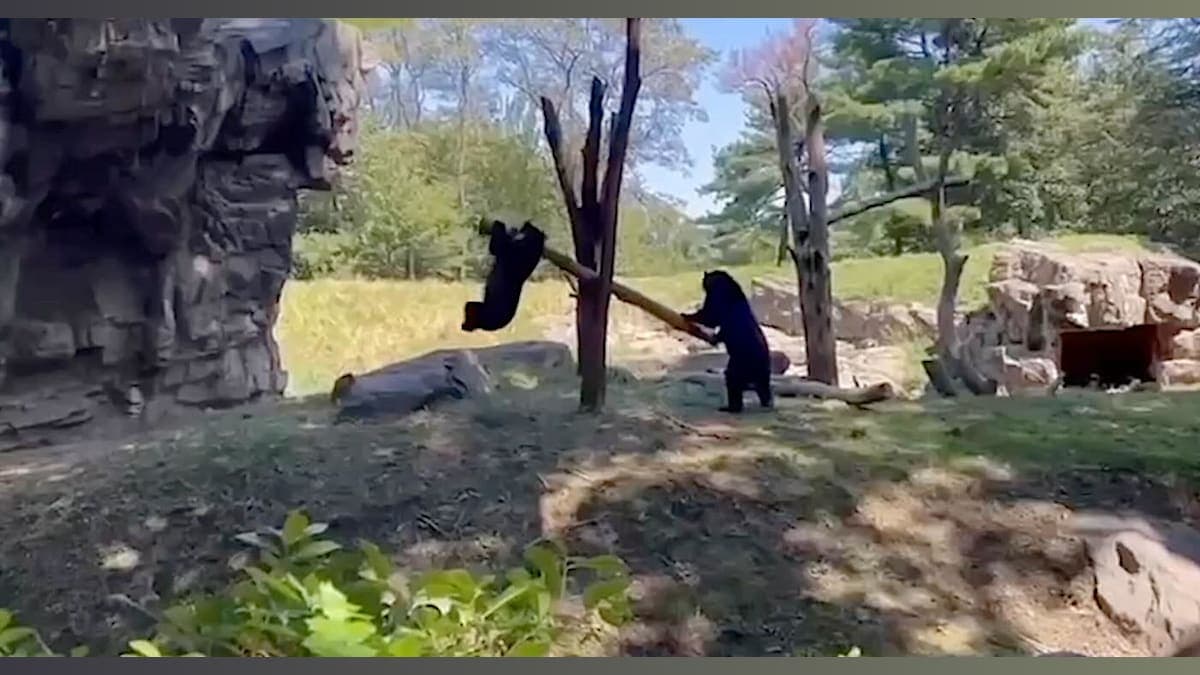 Bears Get Creative: Watch Two Andean Cubs Turn a Branch into a See-Saw!