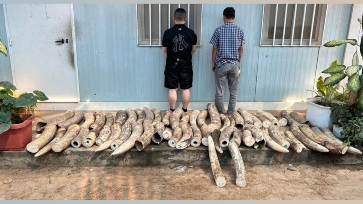 Operation Thunder: How INTERPOL Just Shook Up Wildlife Traffickers Worldwide!