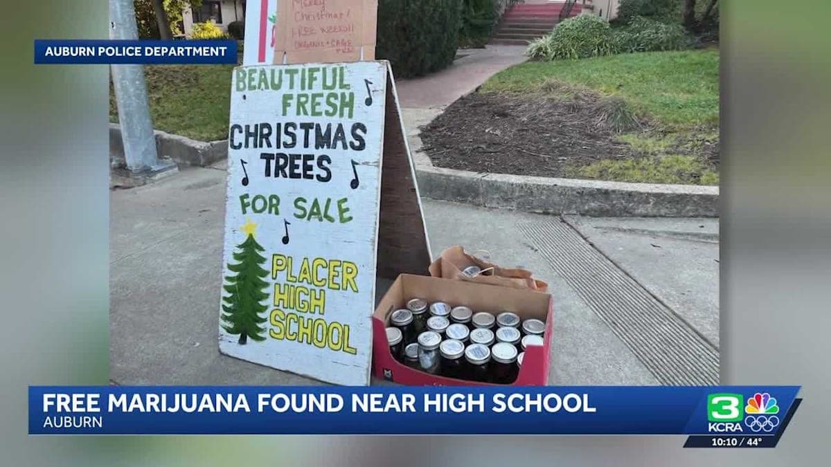 Auburn's Holiday Twist: When Christmas Cheer Meets Cannabis Near the Classroom