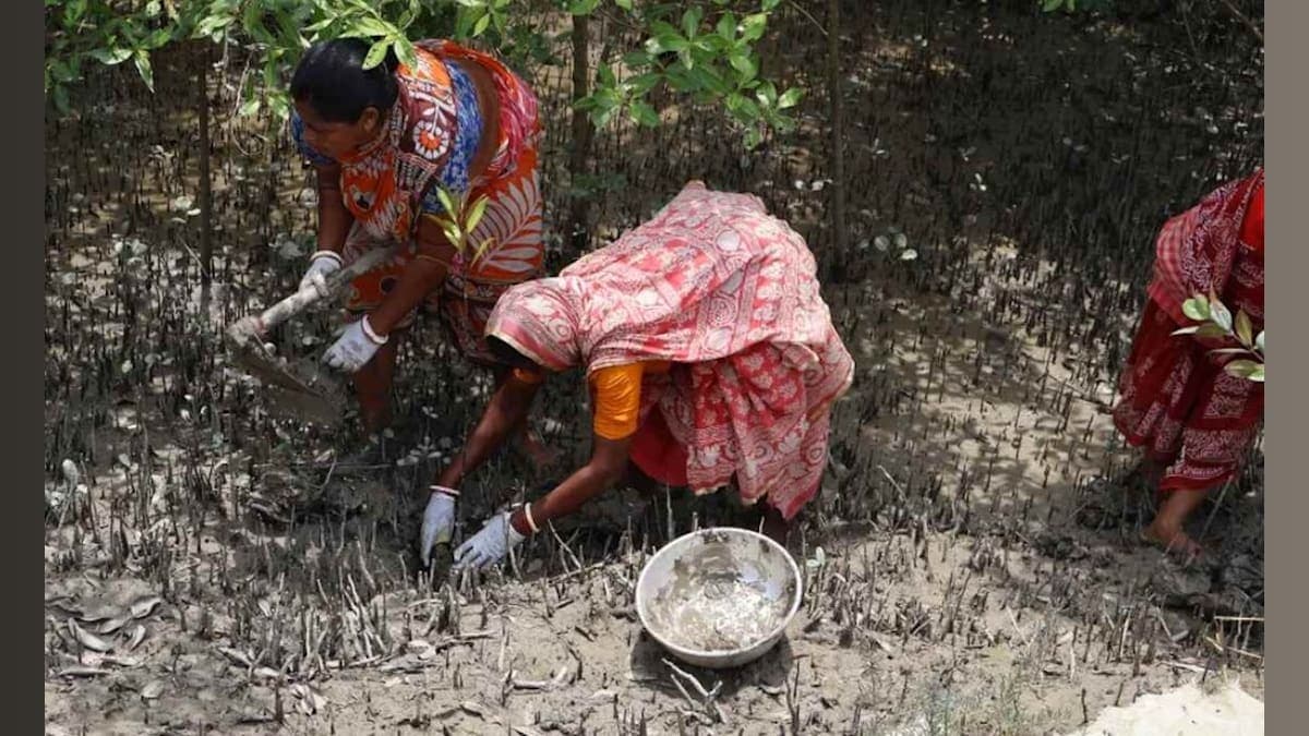 From Tragedy to Triumph: How ‘Tiger Widows’ are Reclaiming Their Lives and Restoring Nature