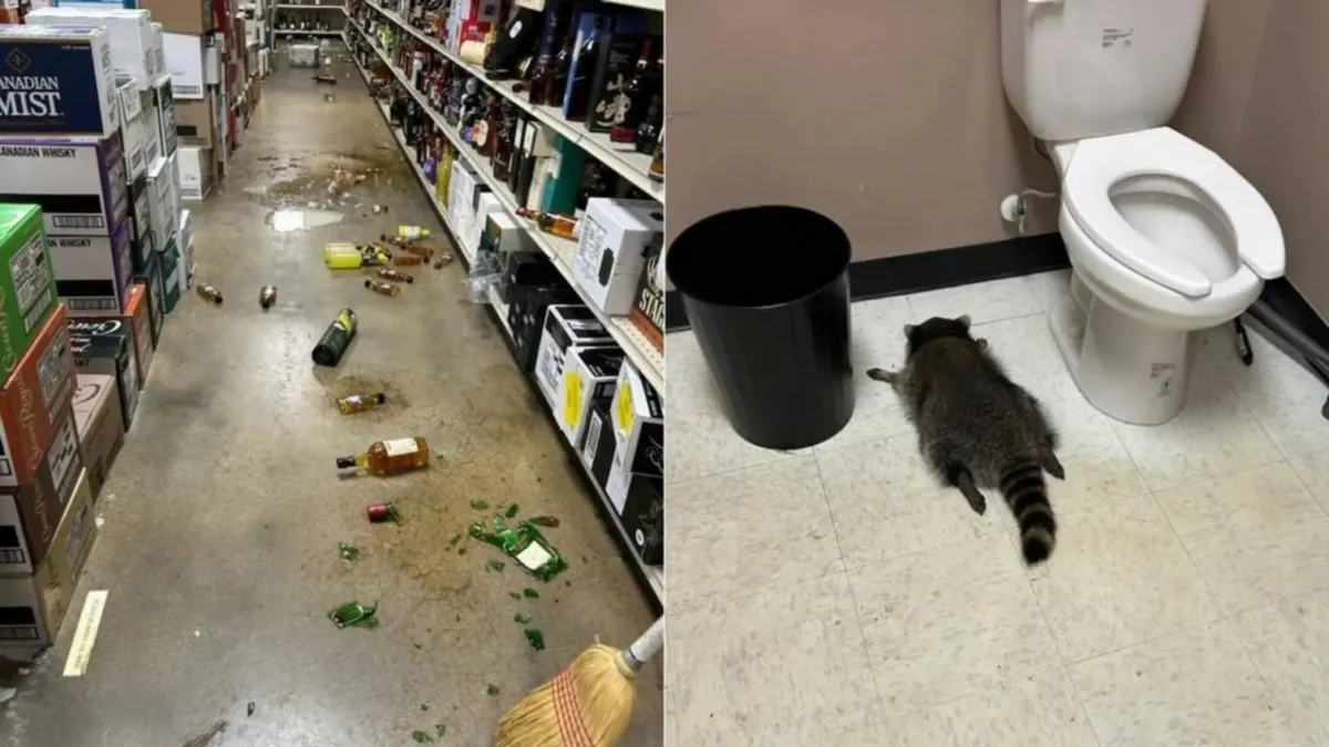 From Raccoon Revelry to Fundraising Fame: The Wild Journey of a "Trashed Panda"