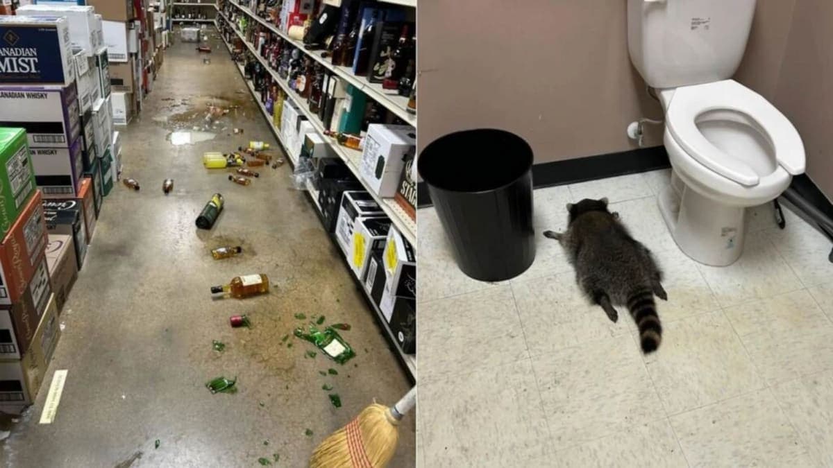 From Raccoon Revelry to Fundraising Fame: The Wild Journey of a "Trashed Panda"