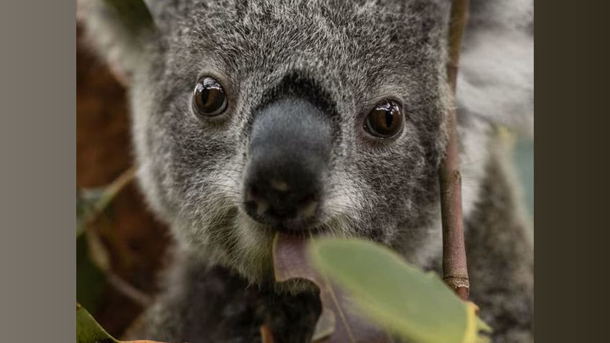Taronga Zoo's Bold Plan: Rewilding Australia One Koala at a Time!