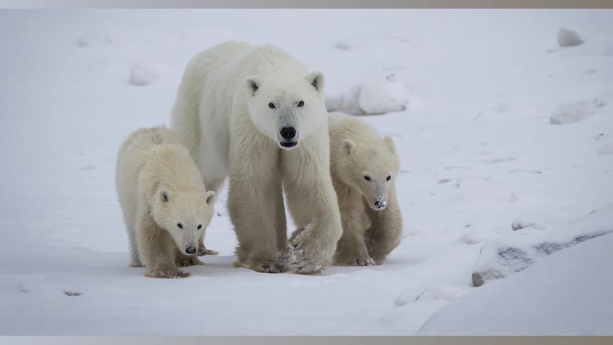 A Polar Bear’s Heartwarming Adoption: Love Knows No Bounds in the Wild!