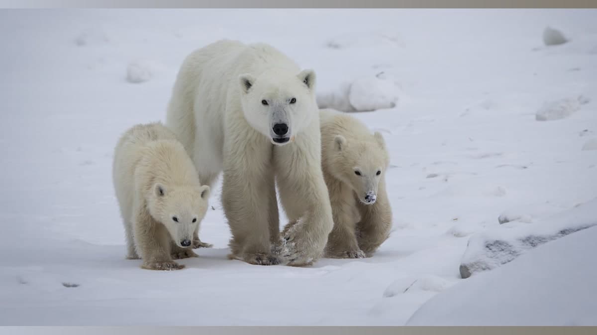 A Polar Bear’s Heartwarming Adoption: Love Knows No Bounds in the Wild!