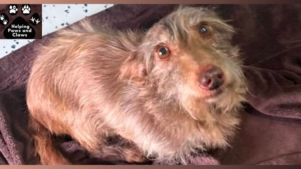 Lost Fido: How a Microchip and a Kind Stranger Brought This Dog Home for Christmas
