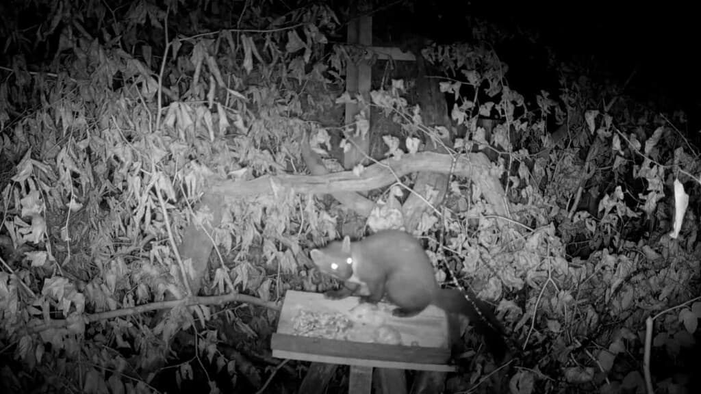 Pine Martens Make a Comeback: The Wild Return of England's Woodland Heroes!