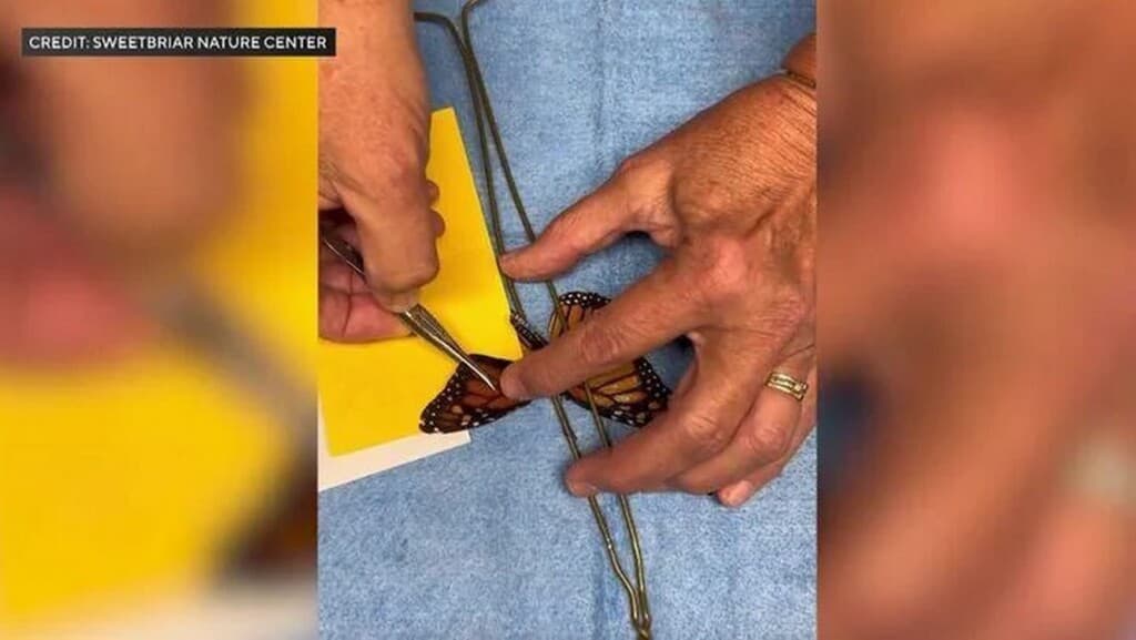 A Wing and a Prayer: The Monarch Butterfly’s Epic Makeover