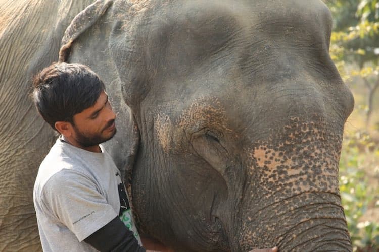 Elephants Get Their Shot: A Breakthrough Vaccine Against a Deadly Virus!