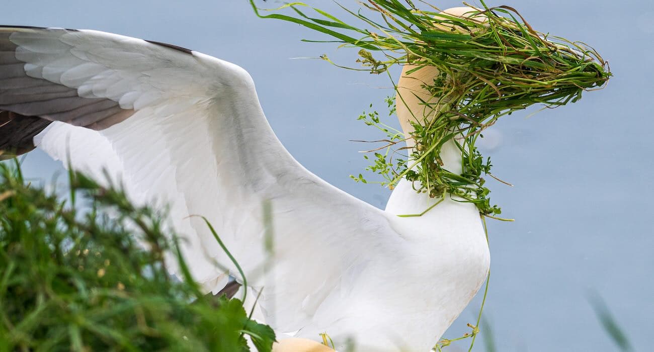 Wild Wonders: Comedy Wildlife Awards Unleash Hilarious Animal Antics!