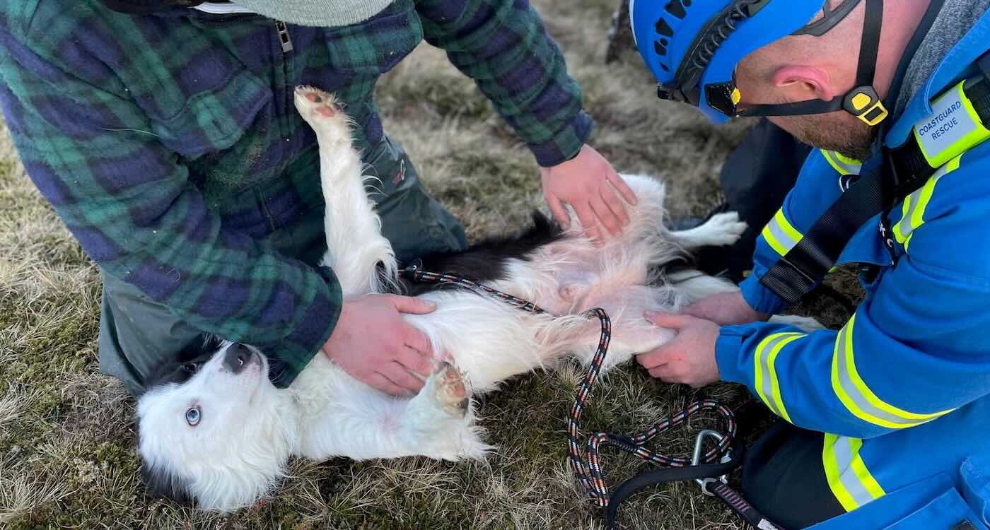 Collie Takes a Plunge: A 100-Foot Rescue Story That’ll Wag Your Tail!