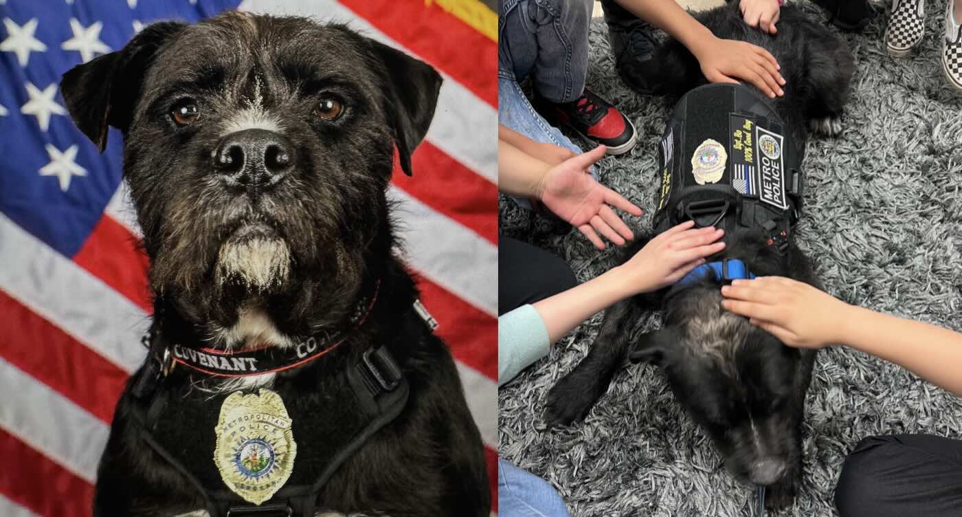 From Stray to Superstar: Meet the Mutt Bringing Hope to a Community