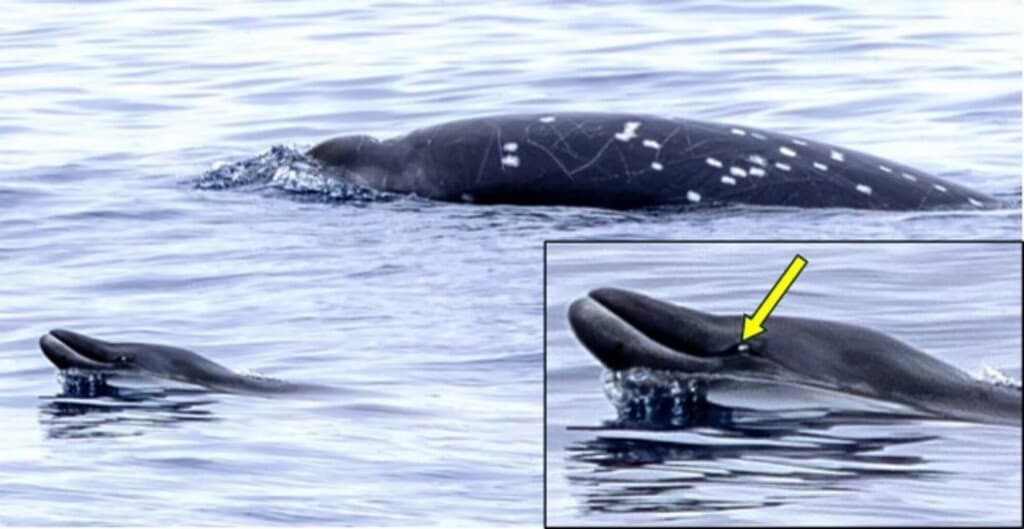 Whale of a Discovery: The Elusive Gingko-Toothed Beaked Whale Surfaces for Science