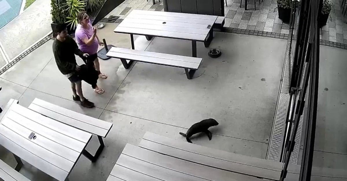 When Seals Crashed the Bar: A Night to Remember in New Zealand