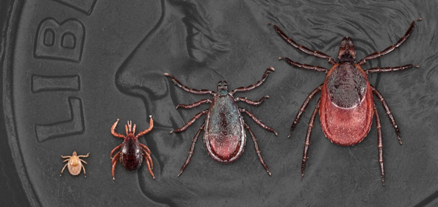 High School Heroes: Teens Take on Lyme Disease with CRISPR Magic!