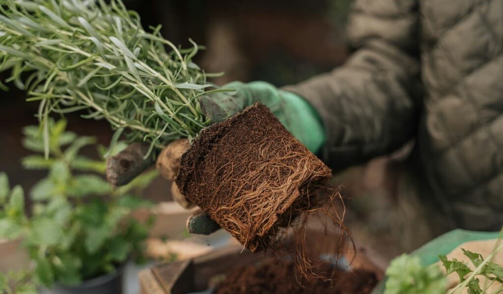 From Fertilizer to Friends: The Intriguing Secret that Could Change Farming Forever!