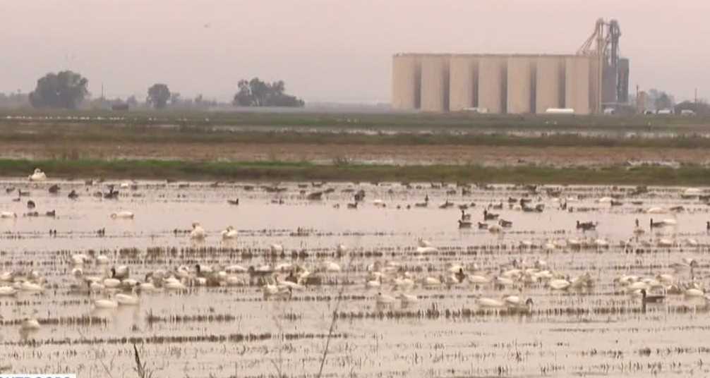Swans Swoop In: Yuba County's Winter Visitors Bring More Than Just Beauty!