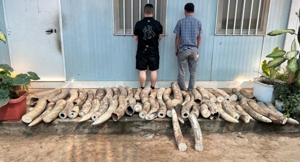 Operation Thunder: How INTERPOL Just Shook Up Wildlife Traffickers Worldwide!